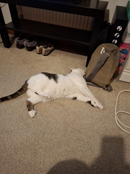 To really like tabby cats