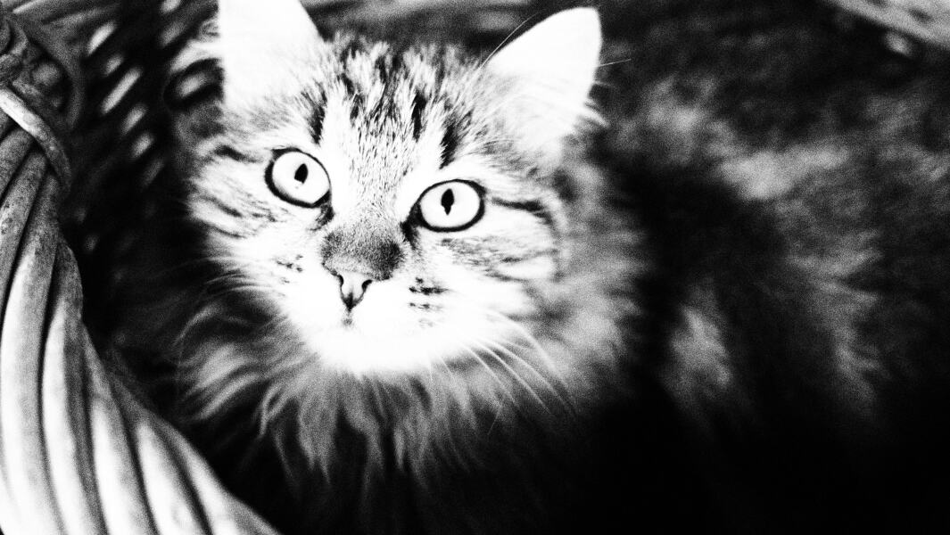 To really like tabby cats