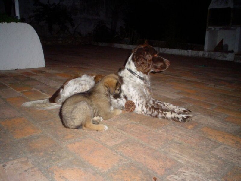 My older dog hates my new puppy – what should I do?