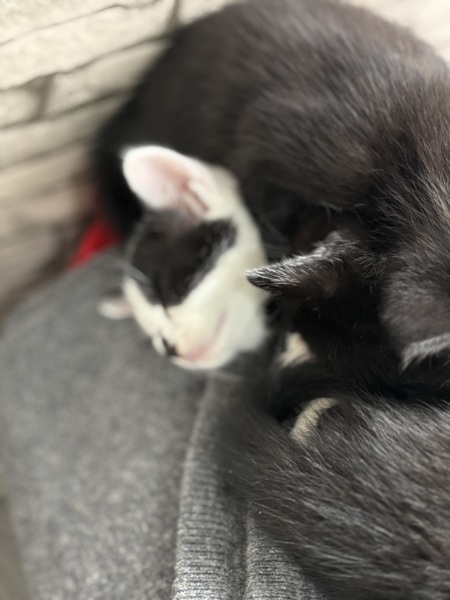 Who wants to wait whilst my kittens are born!