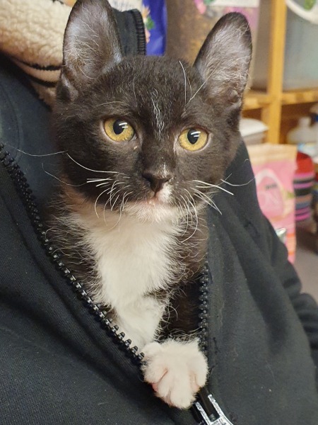 Can anyone gender this kitten for me?