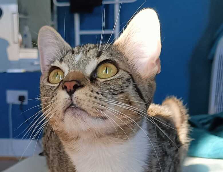 To really like tabby cats