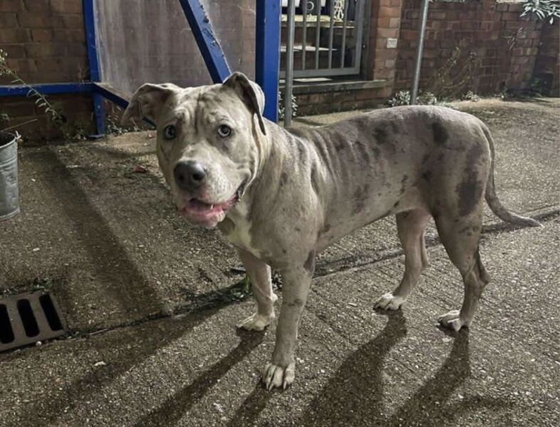 Pully dog on the lead, can this be fixed with a harness?