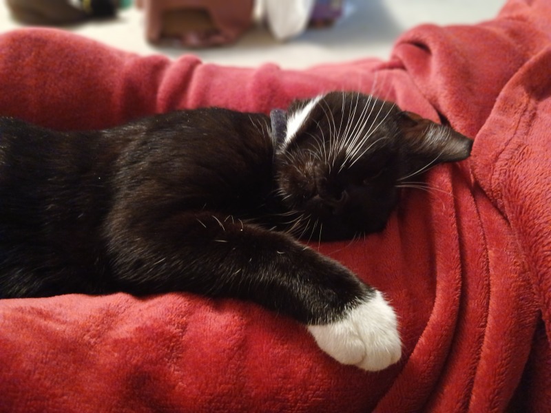 Has anyone discovered a really good cat toy?