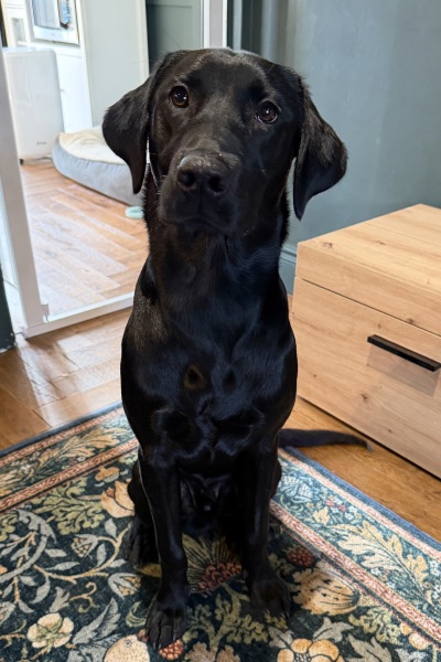 Puppy Survival Thread Autumn 2025 - all welcome!