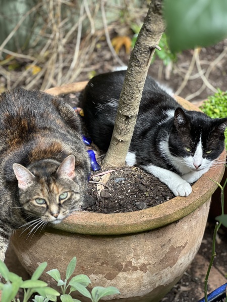 Prison Dramas, Bands and Ouija Boards - the Excellent Cats audition, sing and plot