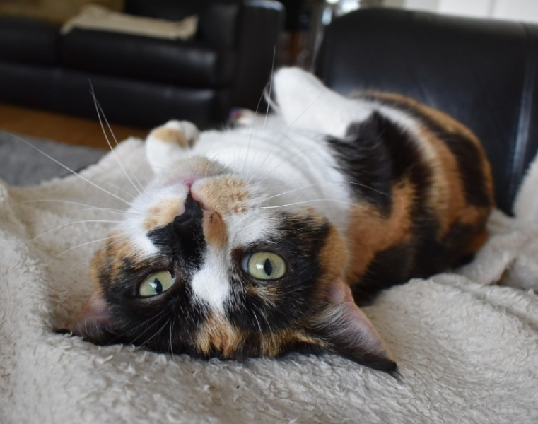 Our lovely old girl passed today