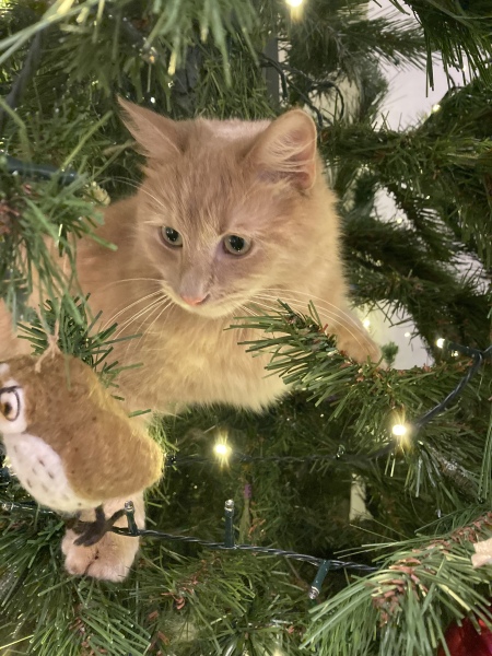 Is there a way to deter my cat from climbing and lying in my Christmas tree?!
