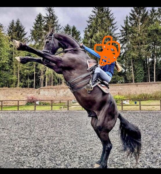 Christmas present for horse mad 12 year old