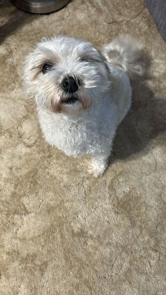 Help re this dog please. Urgent .