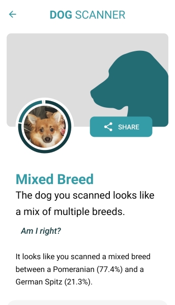 German Spitz/ pom