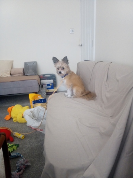 What toy should I get my dog?