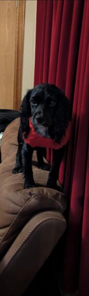 Puppy Survival Thread Autumn 2025 - all welcome!