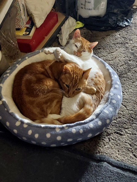 Thread 40 Starmer: Prettig Kerstfeest, Nollaig Shona, Hyvää Joulua, Nadolig Llawen ,圣诞快乐, God Jul, Feliz Navidad, Bouan Noué, Nollaig Chridheil.