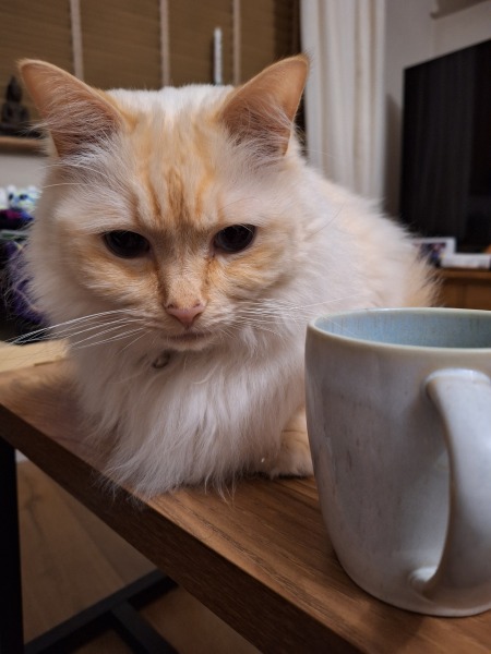 The Nigel Slater Christmas Chronicles readalong 2025 - Part 2