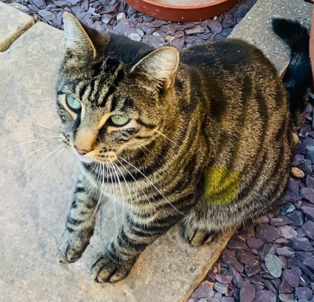 To really like tabby cats