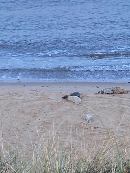 The Great Recovery part 4