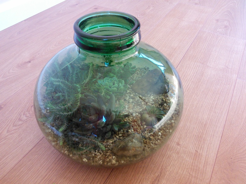 Bottle garden - What am I doing wrong ?