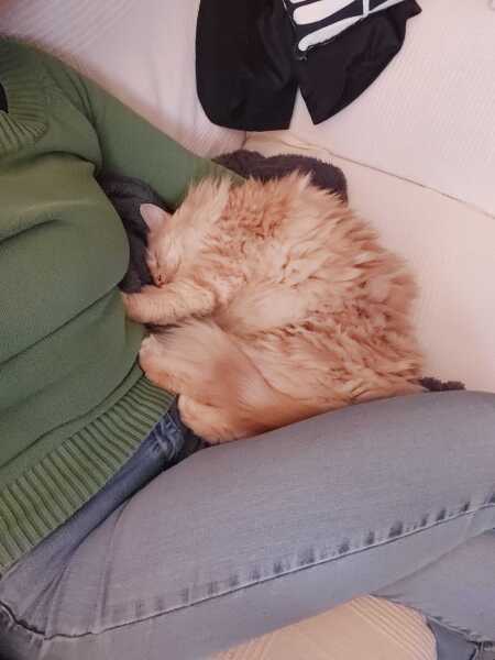 The Nigel Slater Christmas Chronicles Readalong 2025 - Part 3