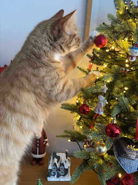 My cat is horrible, please place your bets