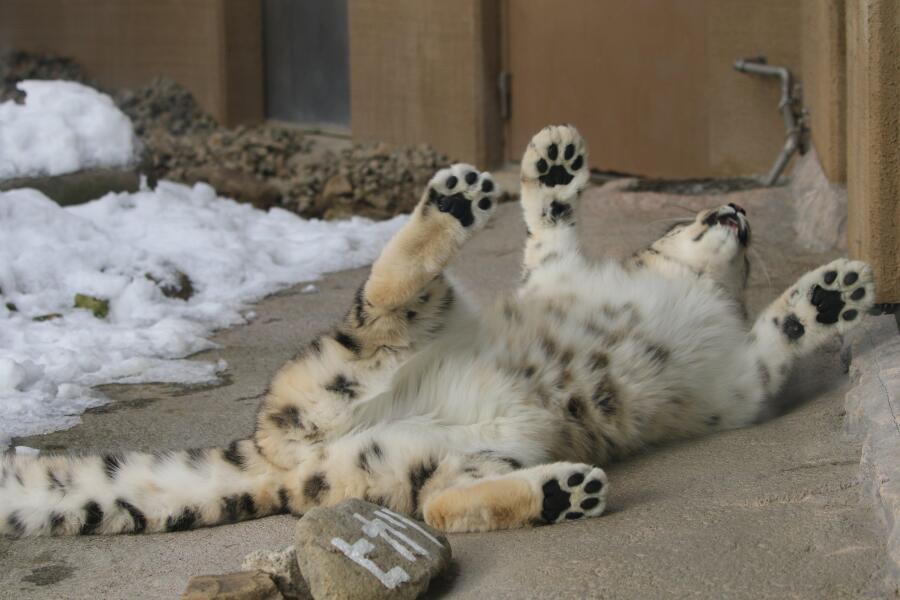 The Bluestocking: Next stop, Christmas!