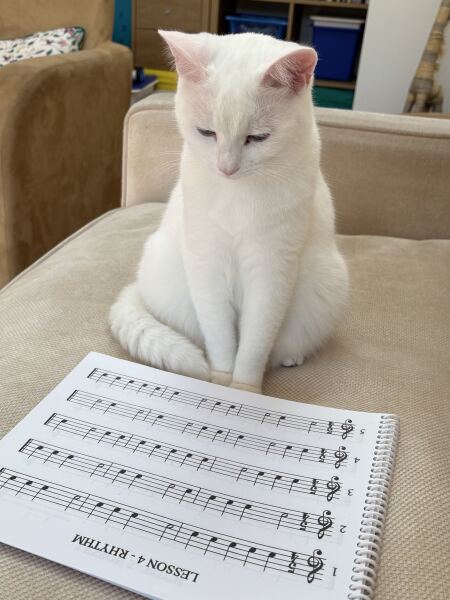 Prison Dramas, Bands and Ouija Boards - the Excellent Cats audition, sing and plot