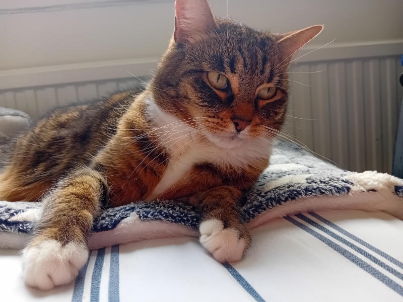 To really like tabby cats