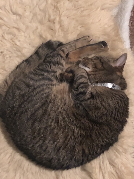 To really like tabby cats