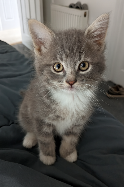 Does anyone else who's adopted adult cats try and find pictures that look like your cat as a kitten? 😆