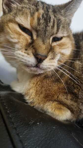 To really like tabby cats