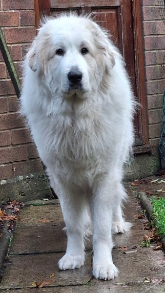 Puppy Survival Thread Autumn 2025 - all welcome!