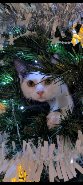 Is there a way to deter my cat from climbing and lying in my Christmas tree?!