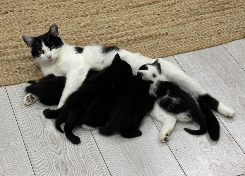 Who wants to wait whilst my kittens are born!