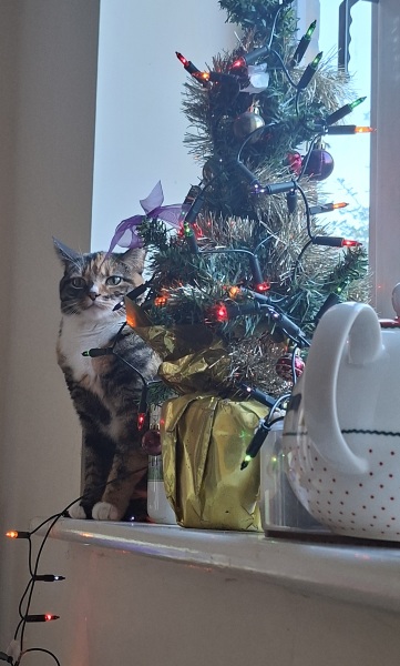 Thread 40 Starmer: Prettig Kerstfeest, Nollaig Shona, Hyvää Joulua, Nadolig Llawen ,圣诞快乐, God Jul, Feliz Navidad, Bouan Noué, Nollaig Chridheil.