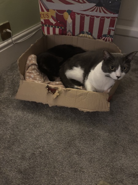 Just for fun - mad cat owners! What do you do?