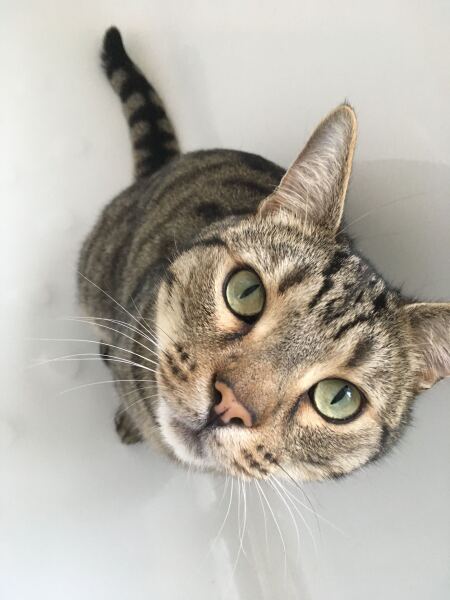 To really like tabby cats