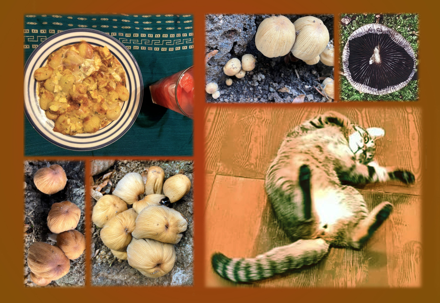 Year round Nigel Slater discussion thread - Part 3