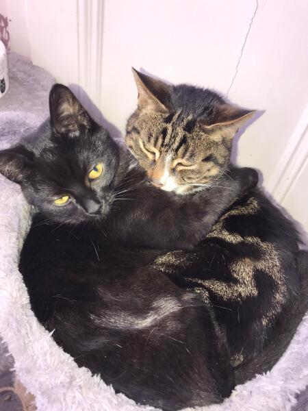 One cat died, how to help the other?