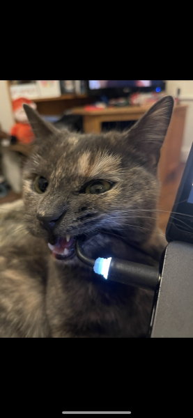 Kitten chewing wires??!