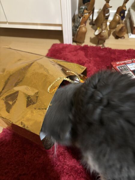 Pampered, Persian, Princess Penelope