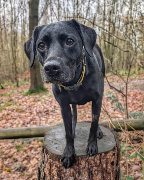 Puppy Survival Thread Autumn 2025 - all welcome!