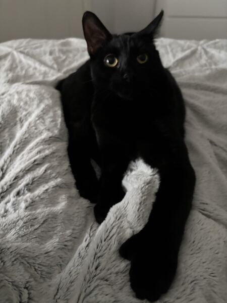 Cats with thumbs!