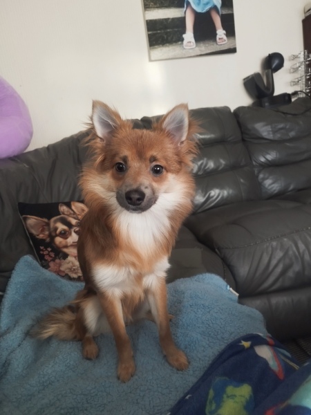 German Spitz/ pom