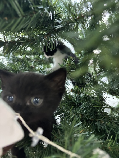 Who wants to wait whilst my kittens are born!