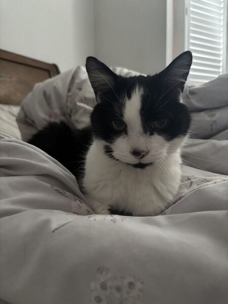 Cat with dementia and his quality of life.