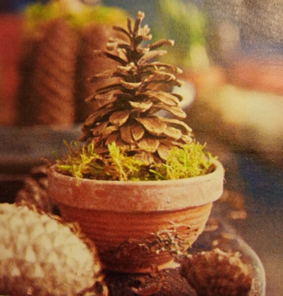 To want a Country Living lifestyle?