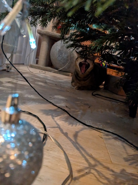 Is there a way to deter my cat from climbing and lying in my Christmas tree?!