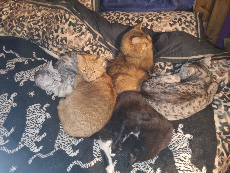 To really like tabby cats