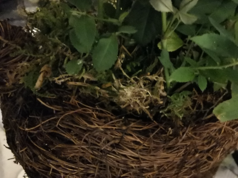 To ask how to keep this rose decoration fresh?