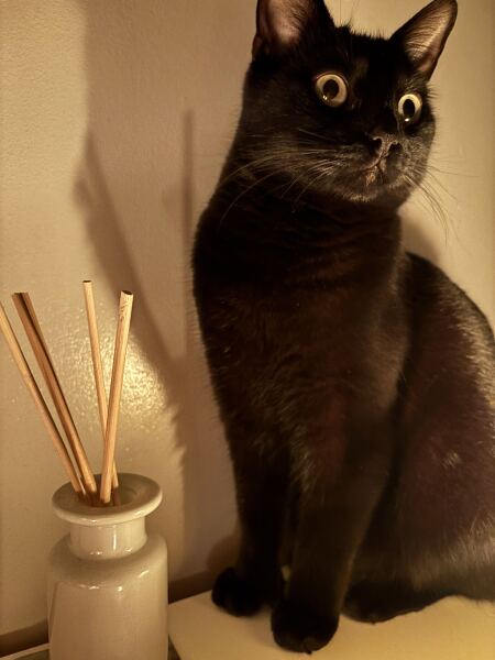 Cats with thumbs!